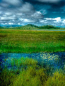 Verdant