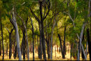 Lynd trees