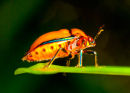 Orange bug