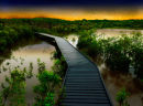 Mangrove light