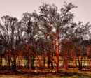 Nocia wax trees