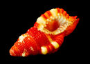 Shell, Orange