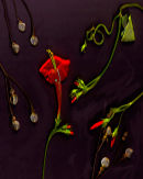 Red vine