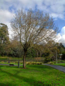 Lost ball - Ringwood