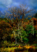 The lake, Ringwood