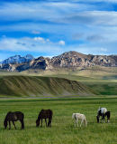Kyrgyzstan horses