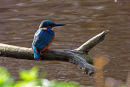 Kingfisher