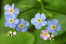 Forget-me-nots