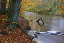 Autumn leaves, Currie