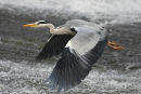 Heron
