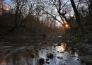 Winter sun, Colinton Dell