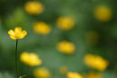 Buttercups