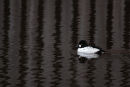 Goldeneye
