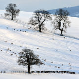 Highly Commended print...