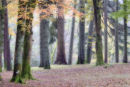 The Forest