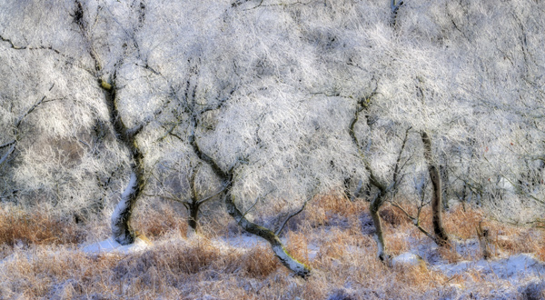 Silver Trees