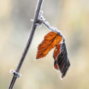 Frosted Leaf