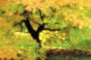 Autumn Maple