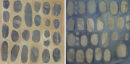 mottled adj. marked or patterned
with irregular patches of colour
