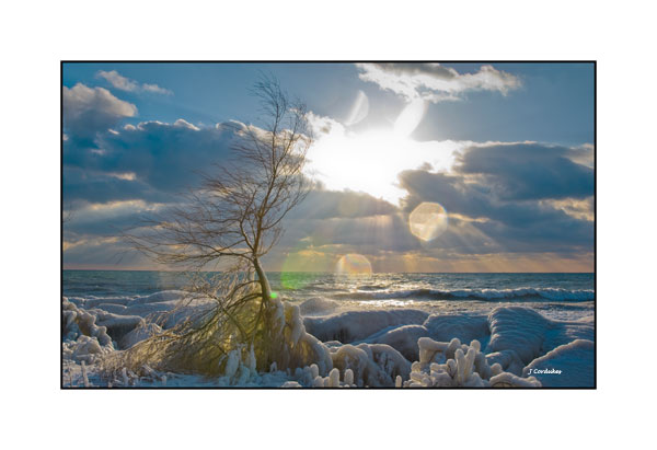 Fortitude.  A tree covered in ice after a fierce winter storm.