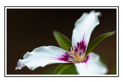 Card with a Painted Trillium