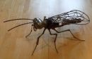 Aphidius