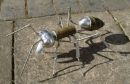 Ant