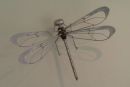 Wall Dragonfly
