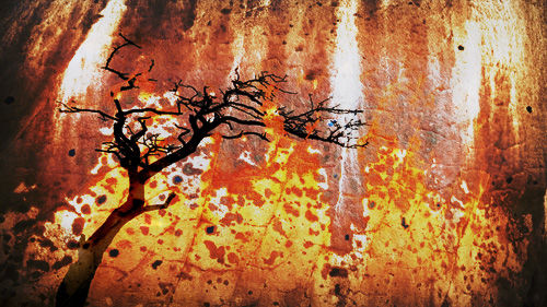 Flaming Tree