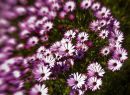 Sandi's garden