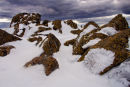 Rime ice at Mount Field