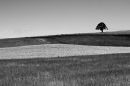 Lone Tree