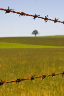 Barbed Wire