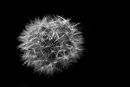 Dandelion clock