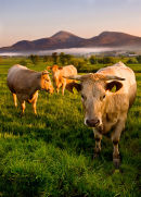 Mourne Cattle