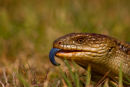 Bluetongue Lizard on Bruny Island