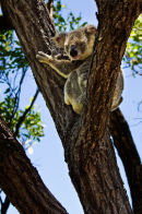 Koala on Magnetic Island