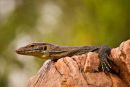 Monitor Lizard, Litchfield National Park