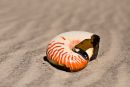 Nautilus shell on Blacksand beach