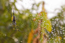 Nephila spider