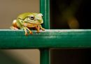 Green treefrog 2