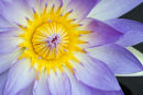 Waterlily