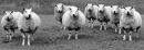 Reservoir sheep