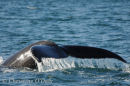 Hooky the Whale