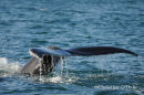 Humpback Whale