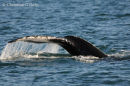 Humpback Whale