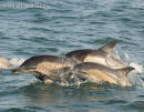 Common Dolphins