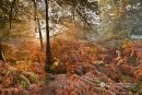 Autumnal Glow
