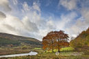 Brecons Autumn Colours