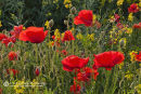 Colours Of Summer